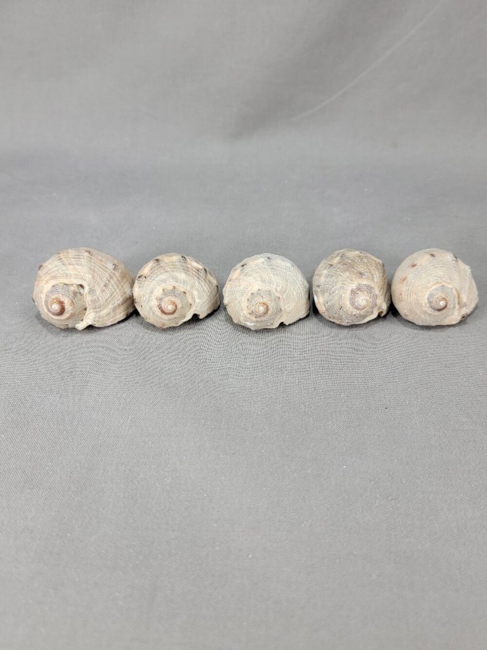 Whelk Conch Rock Snail Shells Mixed Lot of 5 Florida Beach Ocean Decor Crafts